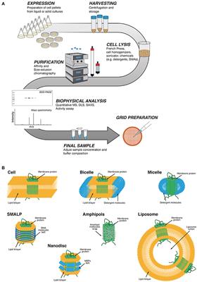 Cryo-EM Grid Preparation of Membrane Protein Samples for Single Particle Analysis